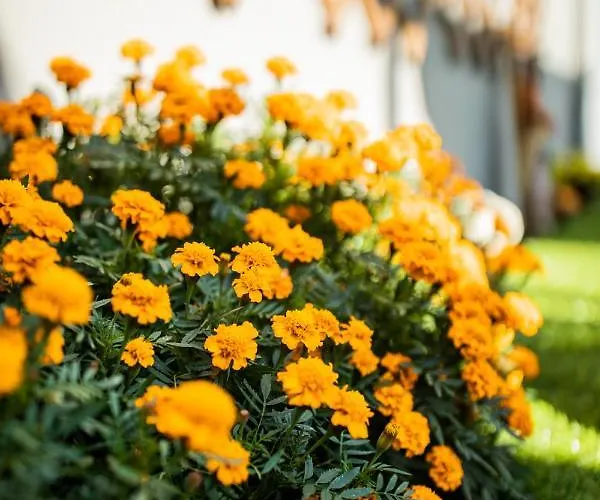 Apartment Vybe Centro